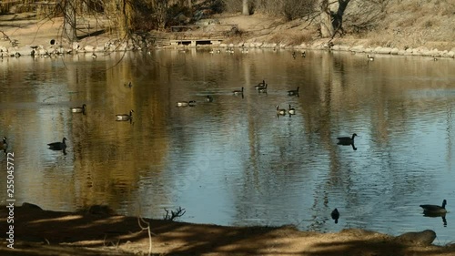 Ducks and Geese on a small winter pond photo