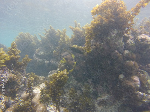 seychelles underwater © Thomas