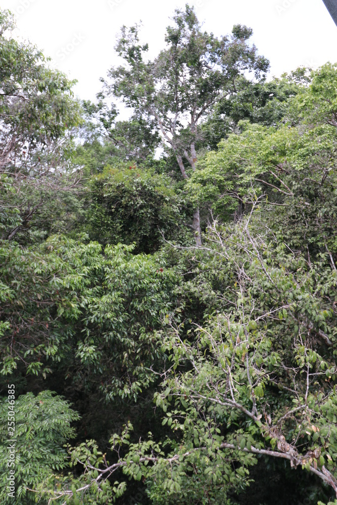 Florest Amazonic Brazil