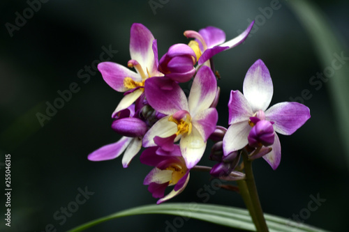 Multi colour Philippine orchid in Kerala
