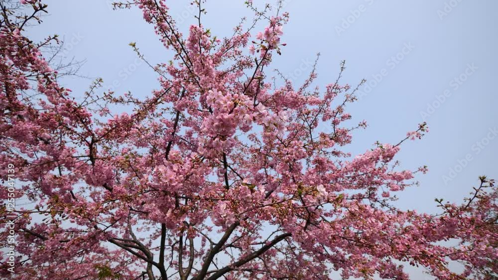 Flowers in spring series: Blossoms of Cherry flowers in small clusters on a cherry tree branch in breeze, wide view, 4K movie, slow motion. Flowers in spring series: Blossoms of Cherry flowers in small clusters on a cherry tree branch in breeze, wide view, 4K movie, slow motion.