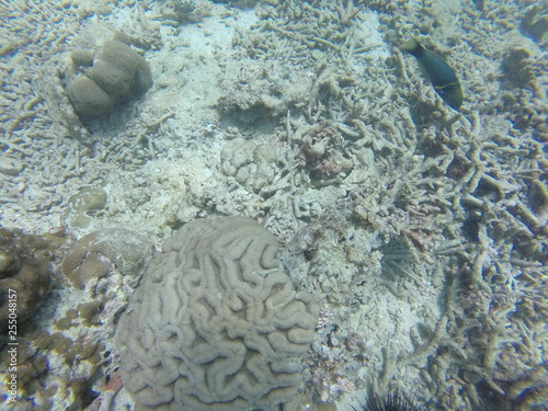 seychelles coral