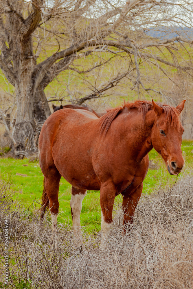 Obraz premium horses in a field 