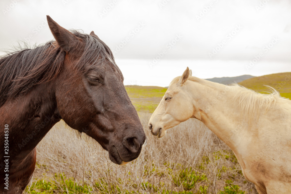 horses in a field horses in a field
