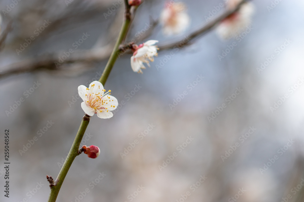 White plum blossoms, Narita city, Chiba Prefecture, Japan White plum blossoms, Narita city, Chiba Prefecture, Japan