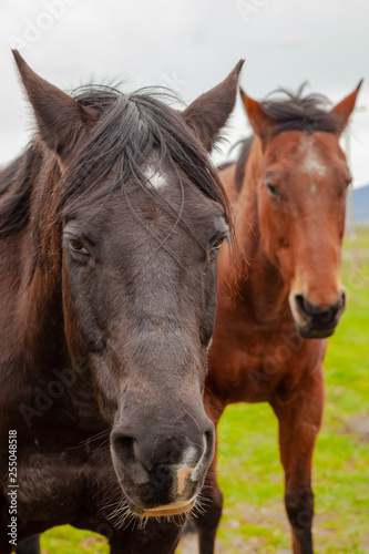 Fototapeta Naklejka Na Ścianę i Meble -  horses in a field 