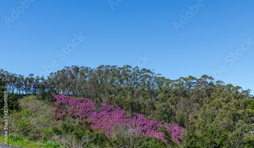 Trees in full bloom in spring on the mountain side