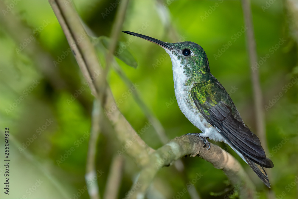 Female Booted Racket-tail Humming Bird (Ocreatus underwoodii), Tandayapa Area, Ecuador Female Booted Racket-tail Humming Bird (Ocreatus underwoodii), Tandayapa Area, Ecuador