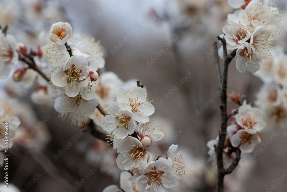 White plum blossoms, Narita city, Chiba Prefecture, Japan White plum blossoms, Narita city, Chiba Prefecture, Japan