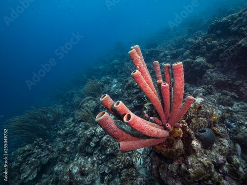 Seascape of coral reef in the Caribbean Sea around Curacao at dive site Grote Kn Fototapeta