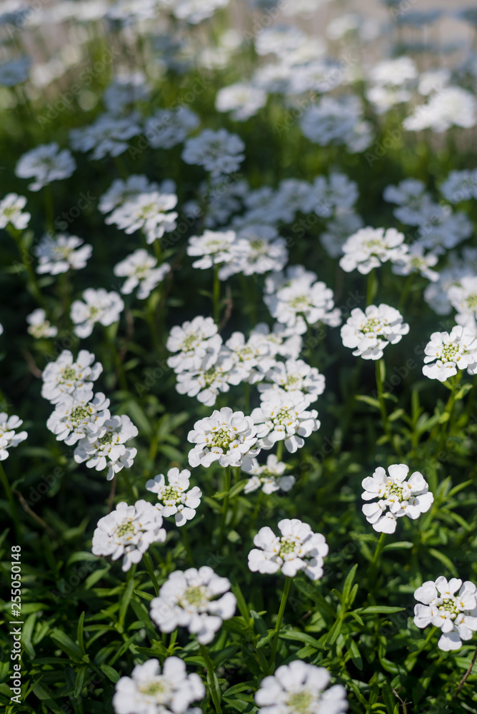 white flowers in the garden white flowers in the garden