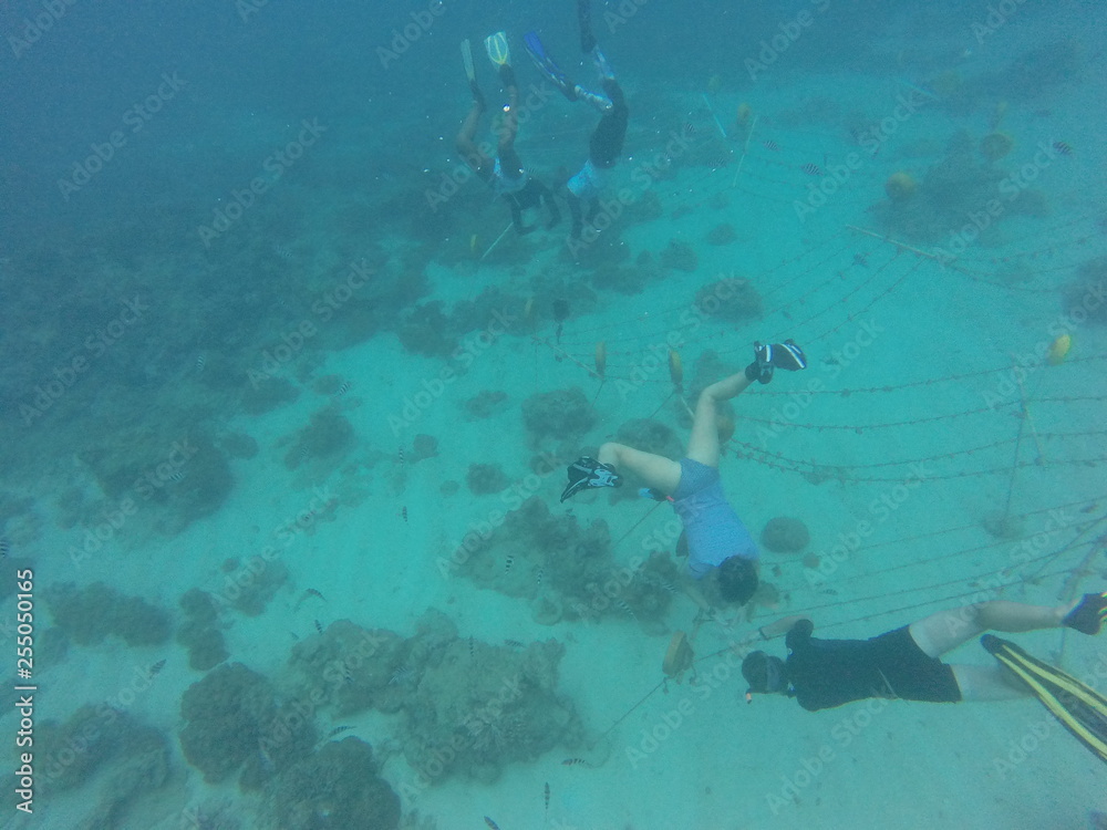 Fototapeta premium coral restoration