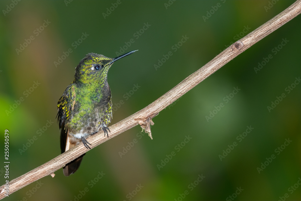 Fototapeta premium Female Booted Racket-tail Humming Bird (Ocreatus underwoodii), Tandayapa Area, Ecuador