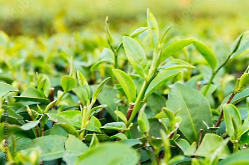 Close-up of tea leaves