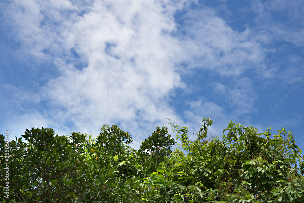Trees And The Blue Sky Trees And The Blue Sky