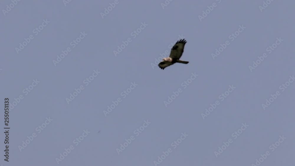 Rough legged buzzard flies in the sky Rough legged buzzard flies in the sky