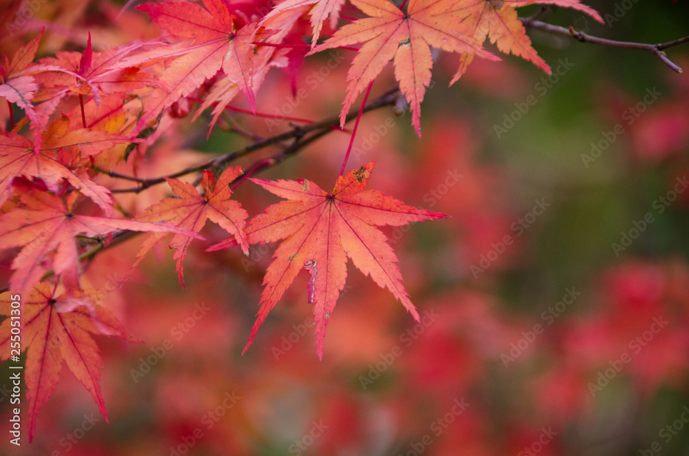 red maple leaves in autumn red maple leaves in autumn