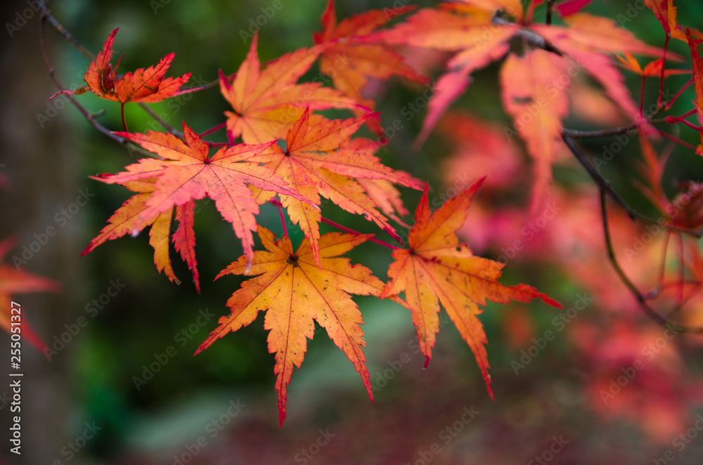 red maple leaves in autumn red maple leaves in autumn