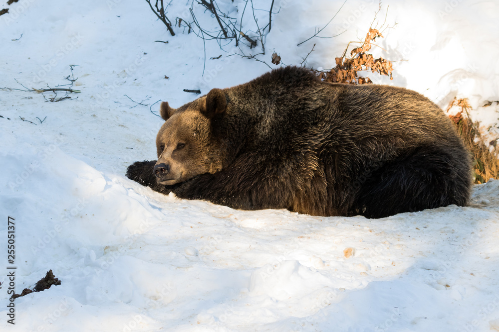Orso che riposa accanto alla tana Orso che riposa accanto alla tana