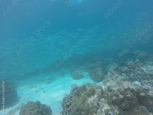 seychelles snorkeling © Thomas