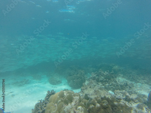 seychelles snorkeling