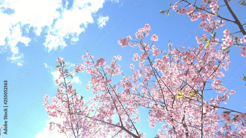 河津桜 / Cherry blossoms, Sakura, Cerasus lannesiana Carrière , Kawazu-zakura 河津桜 / Cherry blossoms, Sakura, Cerasus lannesiana Carrière , Kawazu-zakura