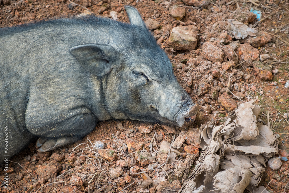 Cropped shot view of Asia species Wild Boar sleeping on the ground. Scientific Name is Sus Scrofa. Cropped shot view of Asia species Wild Boar sleeping on the ground. Scientific Name is Sus Scrofa.