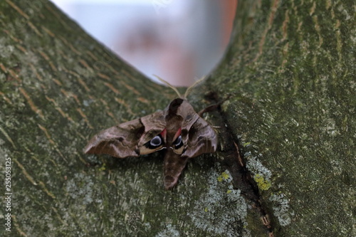 smerinthus ocellata photo