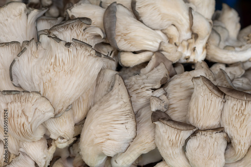 Mushrooms at Vegetable Market