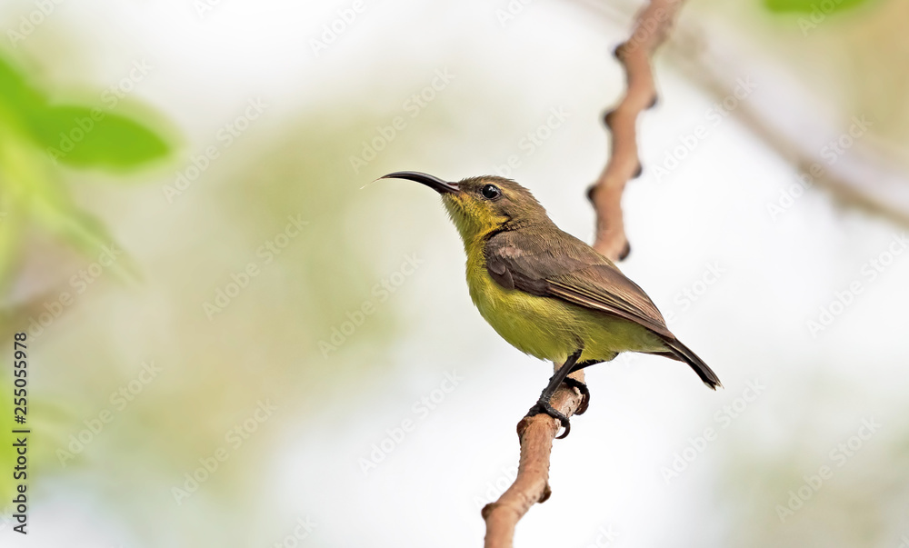 Fototapeta premium Close up Olive-Backed Sunbird Perched on Branch Isolated on Background