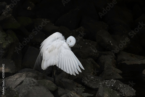 White Egret Wing Display