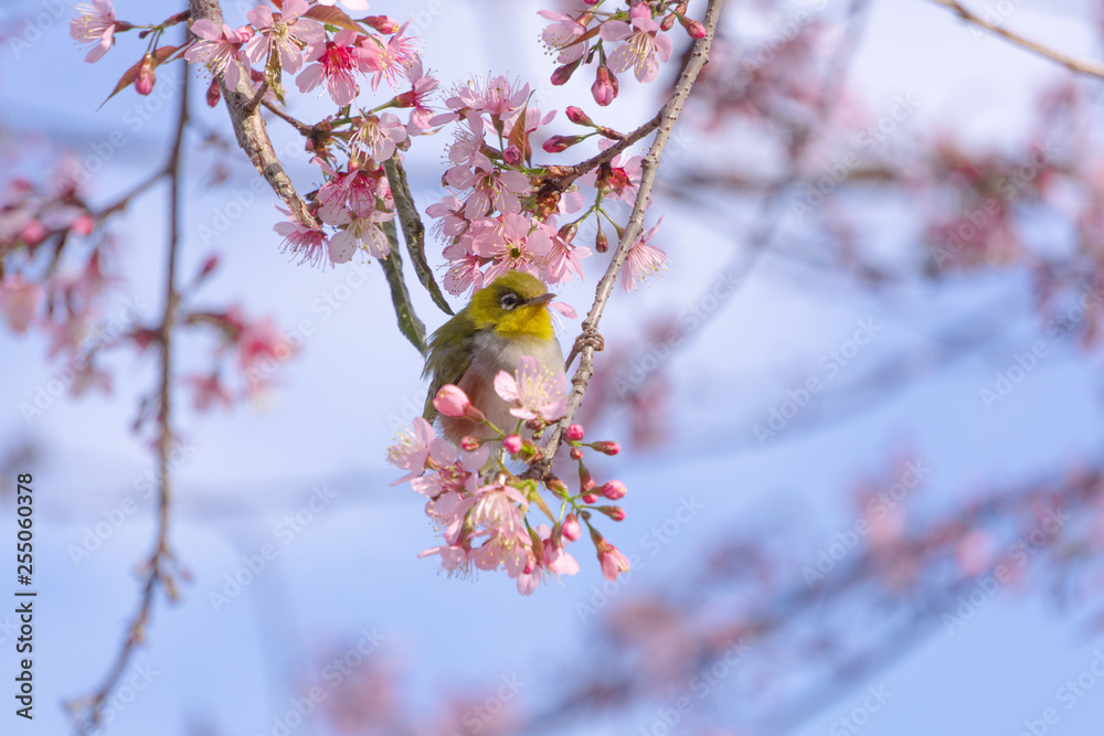 Red eyed white eyed birds that cling to the branches of the queen tiger to eat nectar from Gaysorn flowers Red eyed white eyed birds that cling to the branches of the queen tiger to eat nectar from Gaysorn flowers