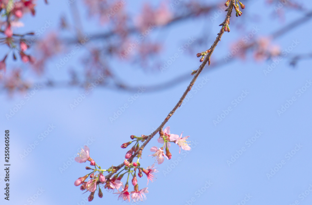 The queen of the tiger that bloomed pink or also known as Sakura in Thailand The queen of the tiger that bloomed pink or also known as Sakura in Thailand