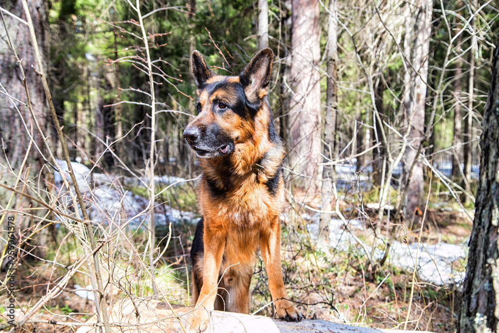 Dog German Shepherd in the forest in an early spring Dog German Shepherd in the forest in an early spring