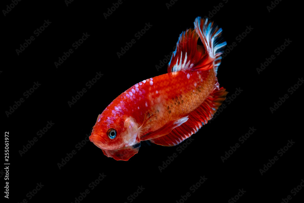 Betta fish Fight in the aquarium Betta fish Fight in the aquarium