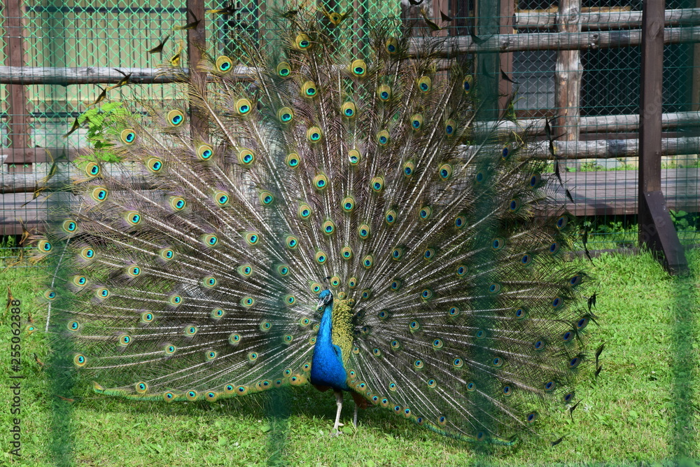 Obraz premium peacock