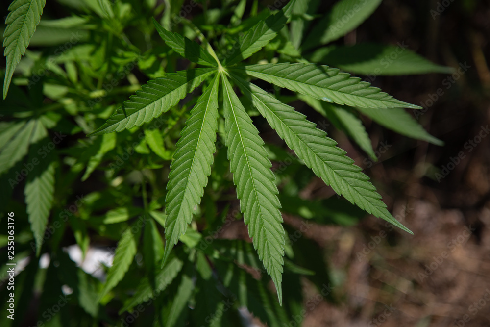 Marijuana plant Marijuana plant