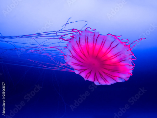 close up of pink jellyfish on blue background