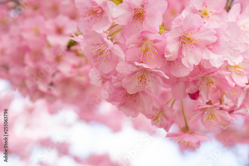 満開の河津桜のクローズアップ