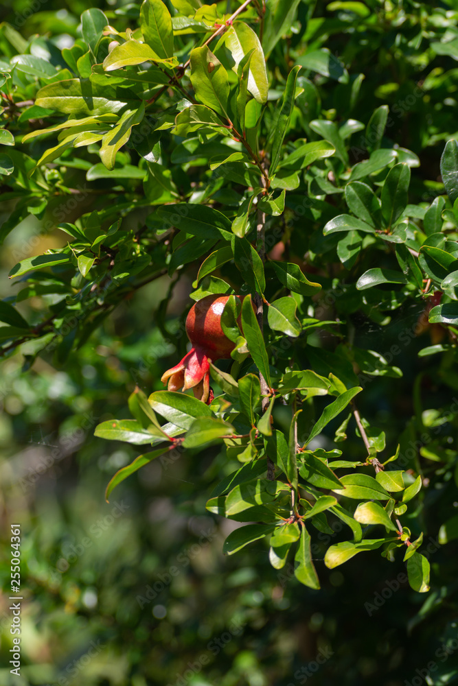 Mature pomegranate in sunny weather
