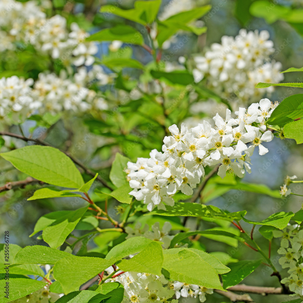 Blühende Traubenkirsche, Prunus padus Blühende Traubenkirsche, Prunus padus