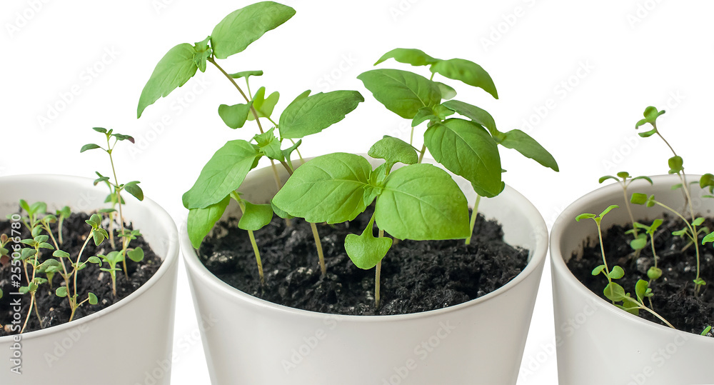 Fresh herbs basil (Ocimum basilicum), marjoram (Origanum majorana), Rosmarinus officinalis (rosemary) and thyme (Thymus vulgaris) in white pots. Provencal herbs. Healthy food. Gardening concept
