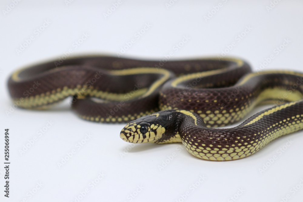 Obraz premium California Kingsnake - Lampropeltis california - Striped Color Phase