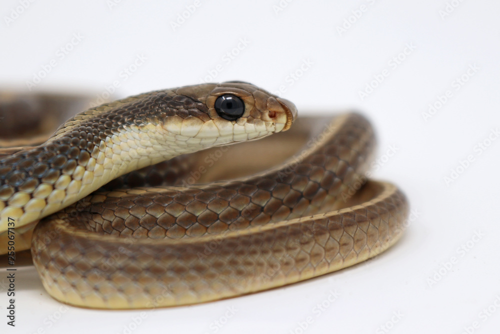 Coast Patch-nosed Snake - Salvadora hexalepis virgultea Coast Patch-nosed Snake - Salvadora hexalepis virgultea
