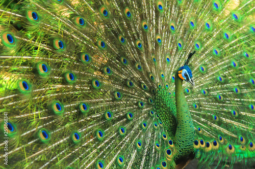 very beautiful green peacock