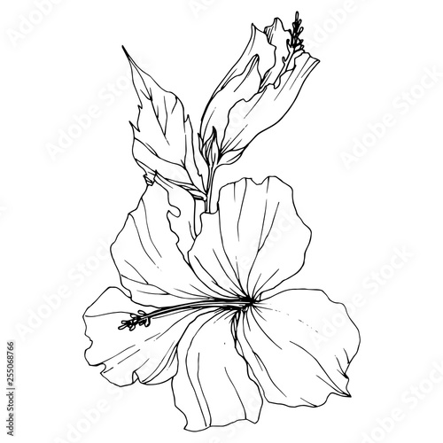 Vector Hibiscus floral botanical flower. Black and white engraved ink art. Isolated hibiscus illustration element.