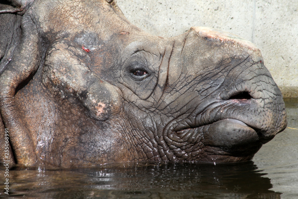 indisches_Panzernashorn