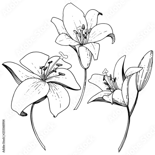 Vector Lily floral botanical flower. Black and white engraved ink art. Isolated lilies illustration element.