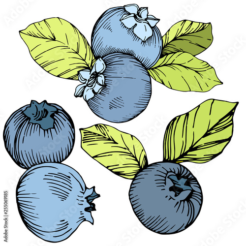 Vector Blueberry green and blue engraved ink art. Berries and green leaves. Isolated blueberry illustration element.