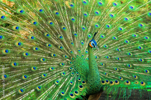 very beautiful green peacock